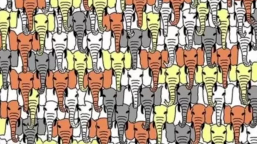 Can You Find The Hidden Panda Among The Elephants Within 25 Seconds? Explanation And Solution To The Panda Optical Illusion