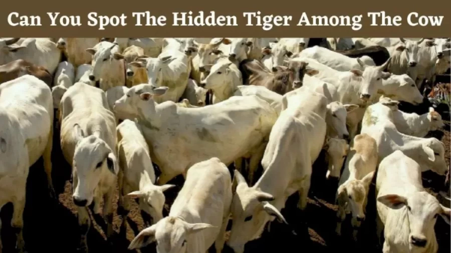 Can You Find The Hidden Tiger Among The Cow Within 10 Seconds? Explanation And Solution To The Tiger Optical Illusion