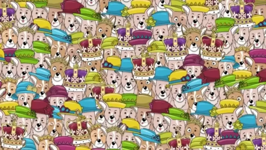Can You Find The Queen Among The Corgis Within 15 Seconds? Explanation And Solution To The Optical Illusion