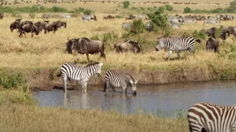 Can You Spot The Hidden Crocodile Among The Zebras Within 10 Seconds? Explanation And Solution To The Crocodile Optical Illusion