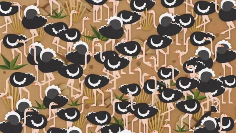 Can You Spot The Hidden Umbrella Among The Ostriches In 15 Seconds? Explanation And Solution To The Optical Illusion