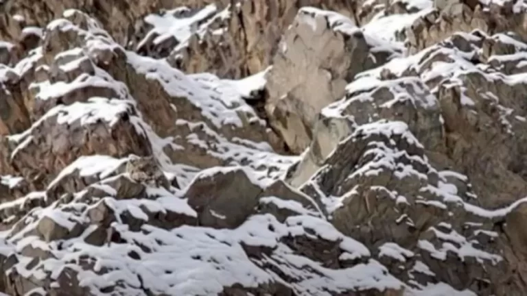 Can You Spot The Tiger Hidden In This Mountain Within 12 Seconds? Explanation And Solution To The Hidden Tiger Optical Illusion