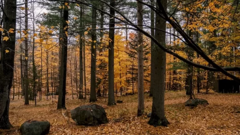 Finding Fox Optical Illusion: If You Find The Fox In This Autumn Forest In Less Than 10 Seconds, You are Brilliant