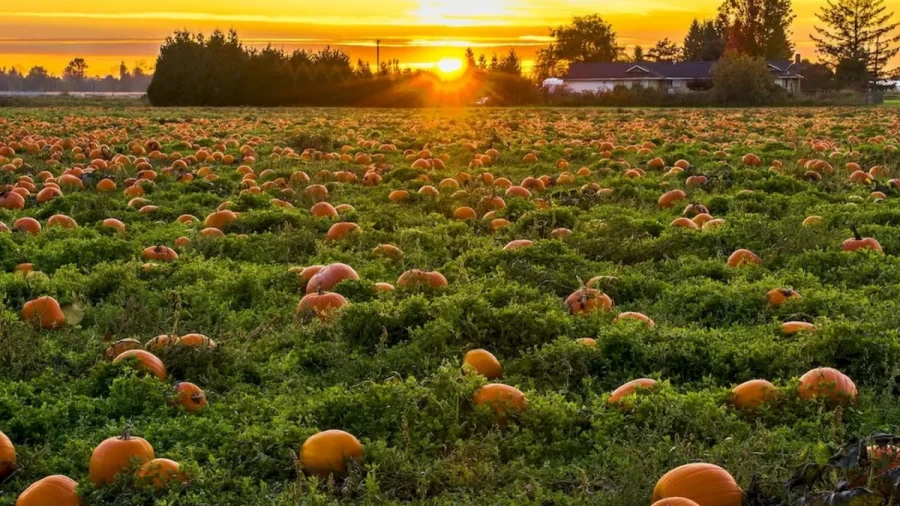 Finding Hare Optical Illusion: You Have Only 12 Seconds. Try To Detect The Hare In This Field Of Pumpkins