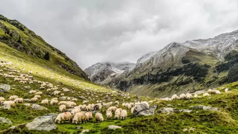 Lets See If You Are Able To Spot The Wolf Among These Sheep Within 13 Seconds In This Optical Illusion