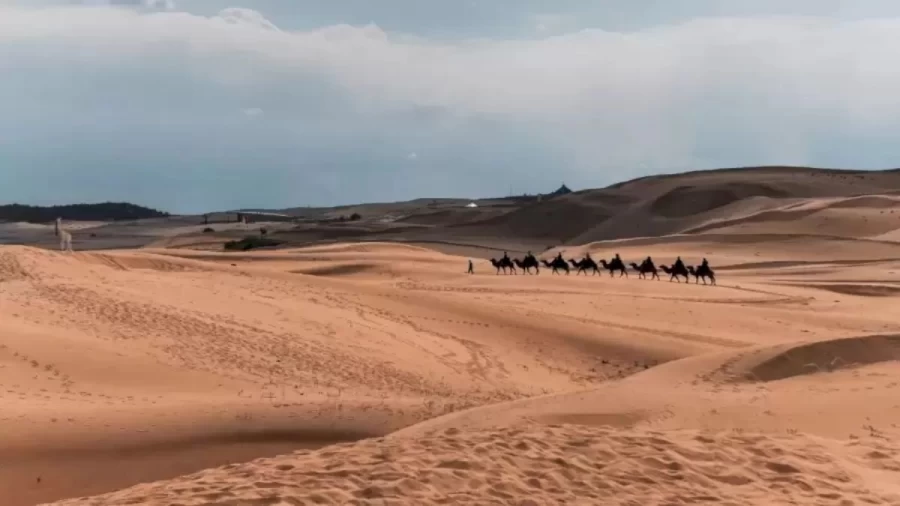 Optical Illusion: Among the Camels there is an Another Animal. Can You Find the Animal?