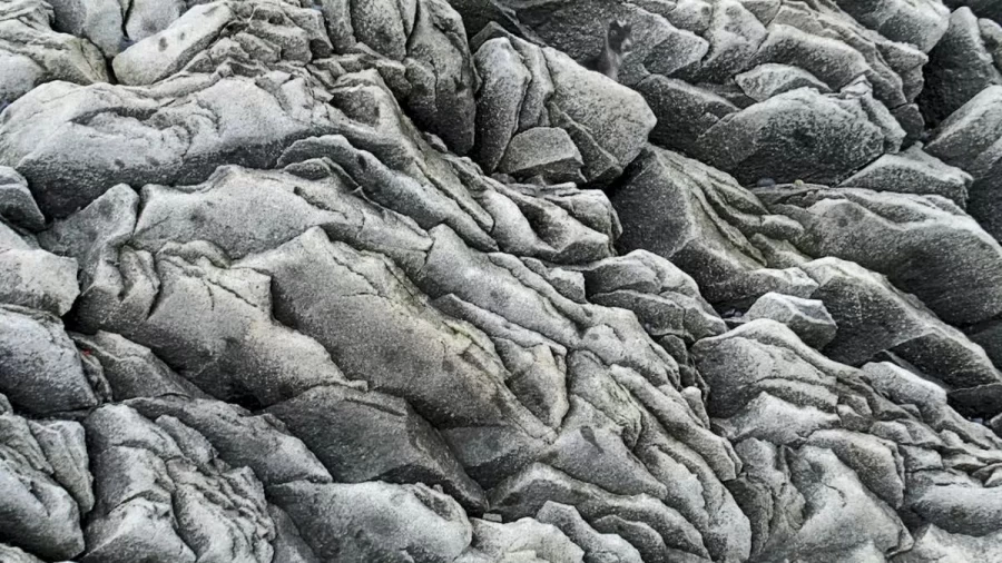 Optical Illusion Brain Test: In Less Than 13 Seconds, Find The Mountain Goat Here