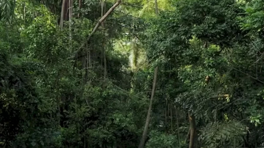 Optical Illusion Brain Test: You Have 14 Seconds To Spot The Capuchin Monkey In This Forest. Your Time Starts Now!