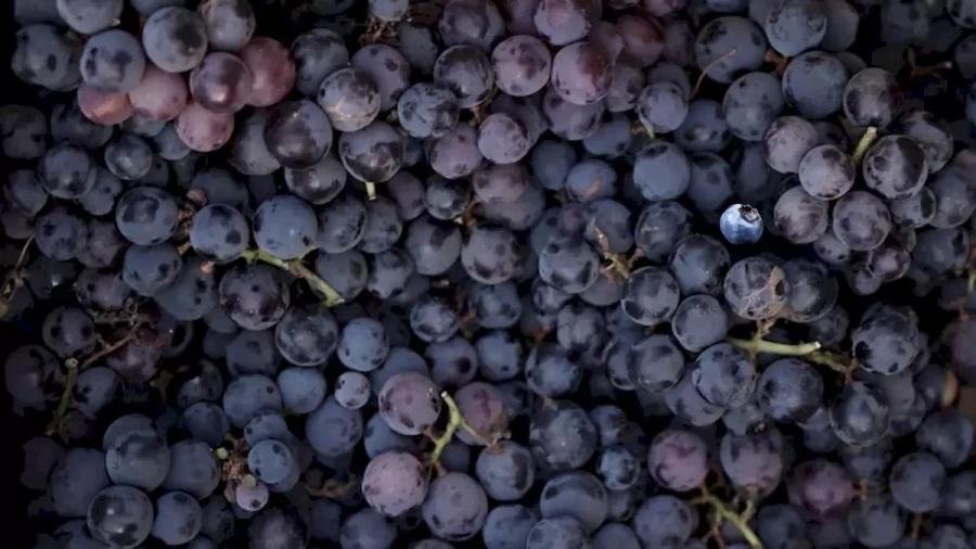 Optical Illusion: Can You Find A Blueberry Hidden Among These Grapes In 12 Seconds?