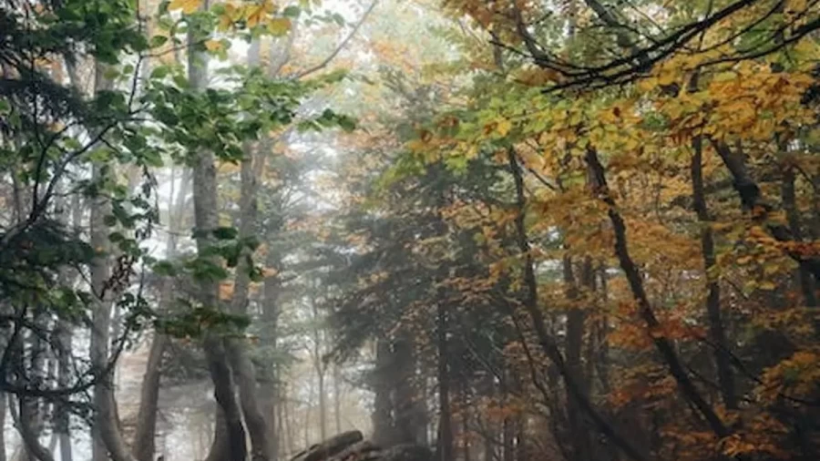 Optical Illusion Challenge: Within 10 Seconds, Try To Spot The Red Panda In This Autumn Forest