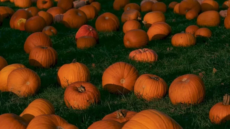 Optical Illusion Challenge: Your Challenge Is To Find The Orange Among These Pumpkins In Less Than 17 Seconds