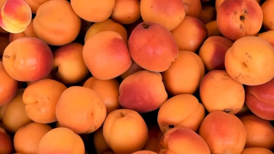 Optical Illusion Eye Test: Can You Find the Hidden Peach Among these Apricots?