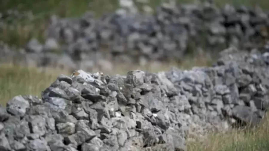 Optical Illusion Eye Test: Can You Spot the Owl Camouflaged in the Stone Wall in 8 Seconds?
