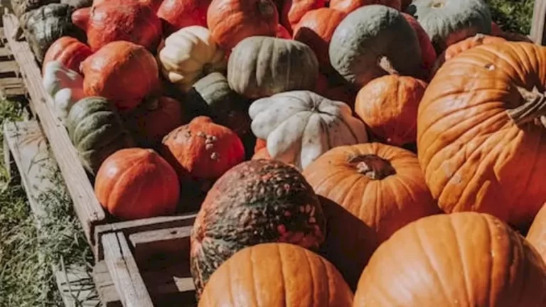 Optical Illusion Eye Test: Finding The Banana Among These Pumpkins Is Not Easy. Do You Want To Try It?