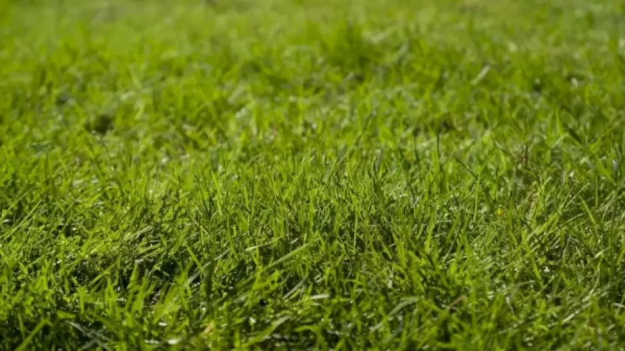 Optical Illusion Eye Test: There is a Grasshopper Hidden in the Grass. Can You Spot it?