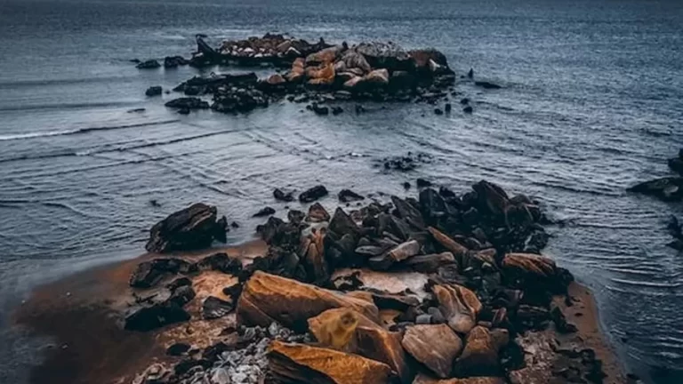 Optical Illusion Eye Test: You Got Eagle Eyes If You Locate The Seal Among These Rocks In This Coast In Less Than 15 Seconds