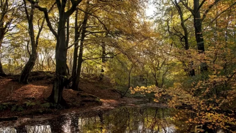 Optical Illusion Find And Seek: Only A Genius Can Spot The Deer In This Forest Within 12 Seconds. Can You?