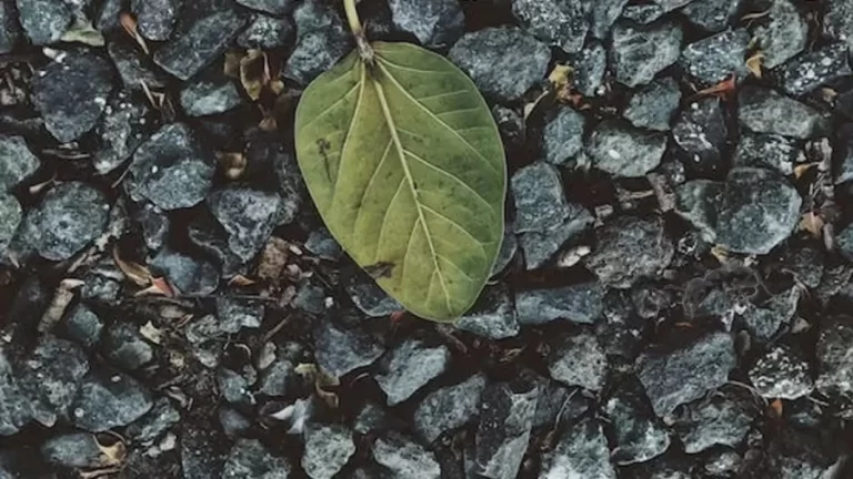 Optical Illusion Find And Seek: The Challenge For You Is To Locate The Ant Among These Stones Within 15 Seconds