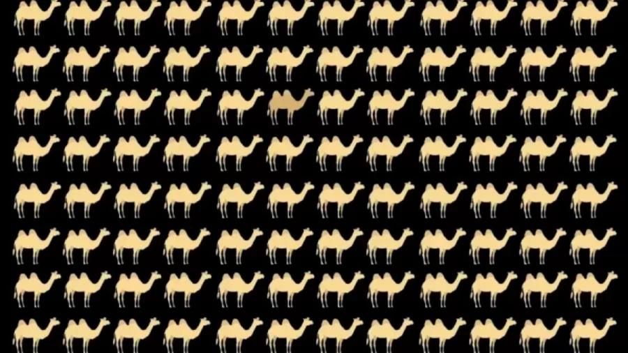 Optical Illusion For Eye Test: Can You Find The Different Camel In This Image?