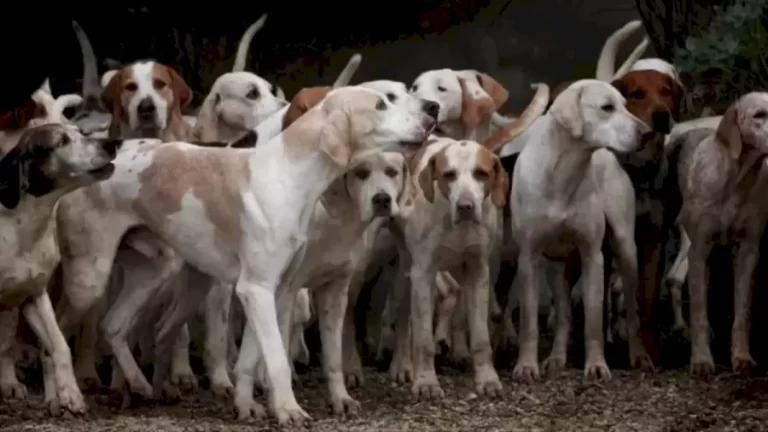 Spot the Difference Picture Puzzle Game: Are your eyes sharp enough to spot the difference between the Dog