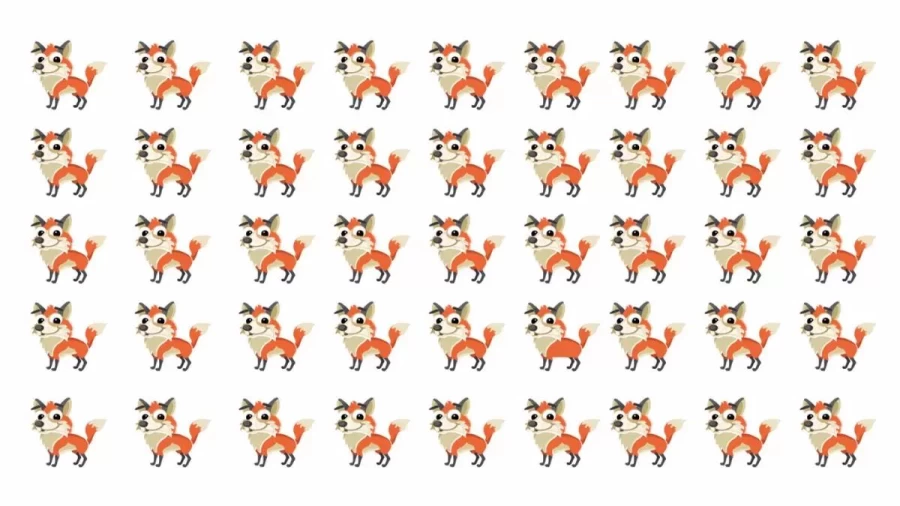 Optical Illusion: If You Thought All Of These Foxes Are Same, Then You Are Wrong. One Of Them Is Different From The Others. Do You See It?