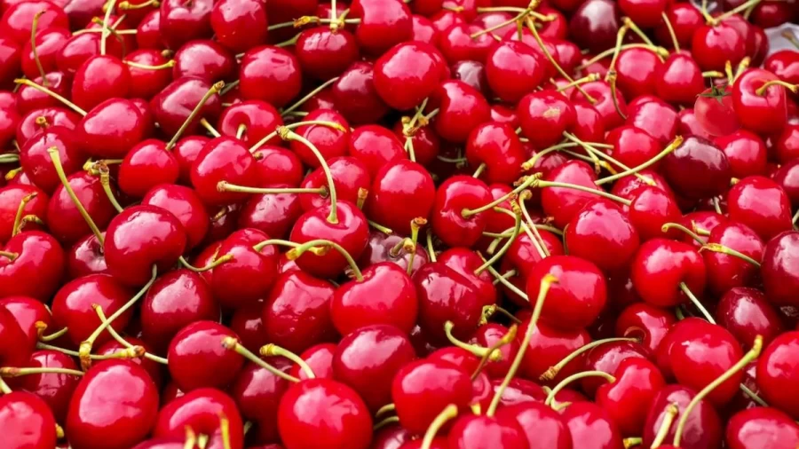 Optical Illusion: The Hidden Tomato Among These Cherries Can Only Be Find By More Attentive People. What About You?