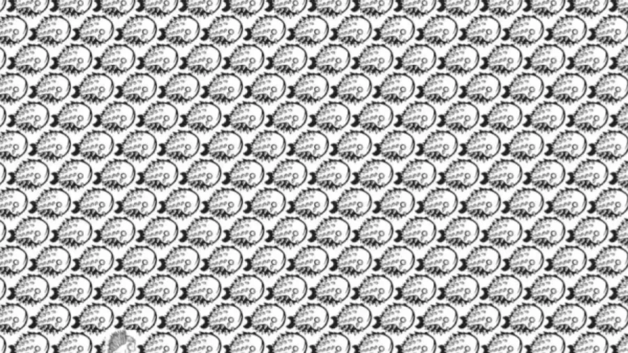 Optical Illusion To Trick Your Eyes: Within 8 Seconds, Spot The Hidden Porcupine In This Optical Illusion