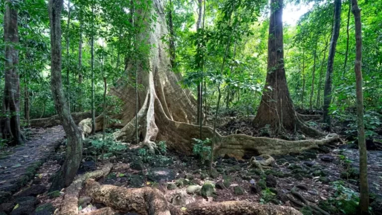 Raccoon Search Optical Illusion: Try To Detect The Hidden Racoon In This Forest In Less Than 18 Seconds