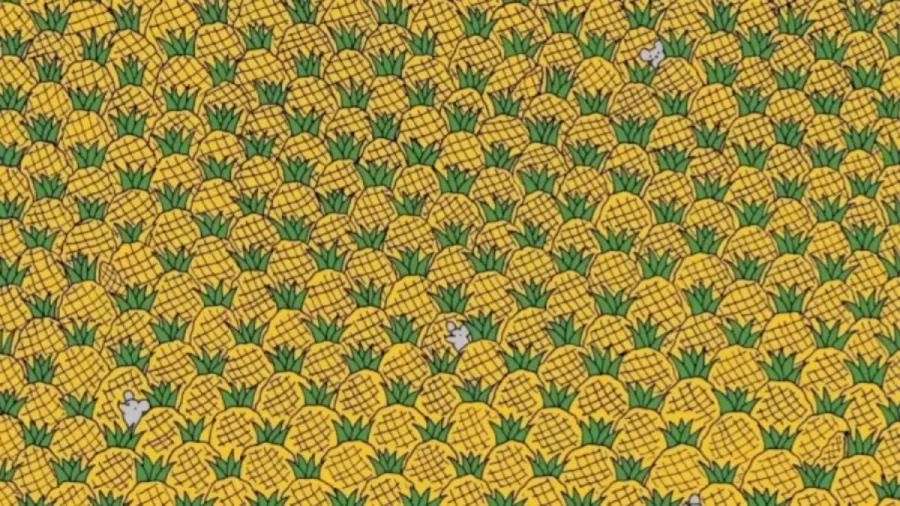 Seek And Find Optical Illusion: Eagle Eyes Can Spot Four Corns Among the Pineapples in 45 Secs