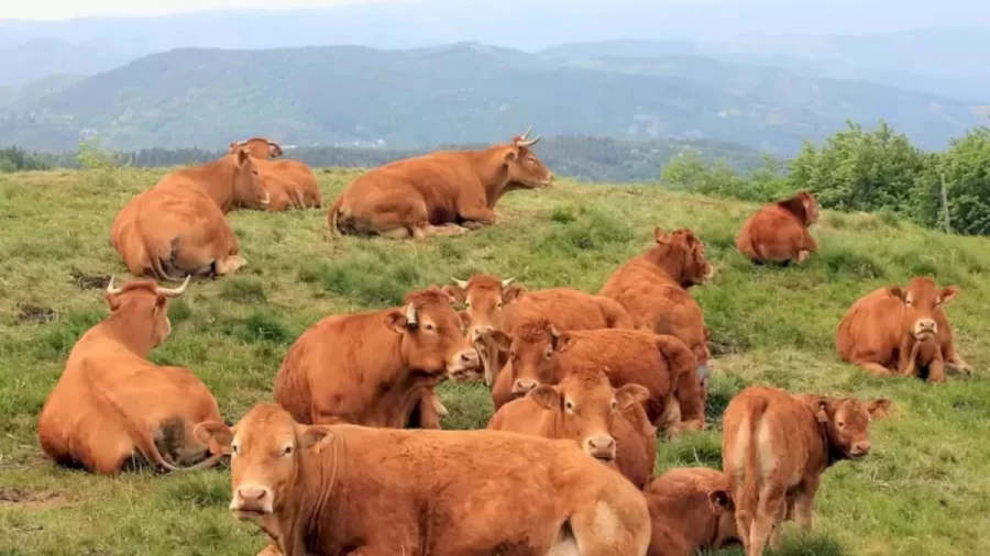 There Is A Cute Cat Hidden Among These Cows. Can You Find It In This Optical Illusion?