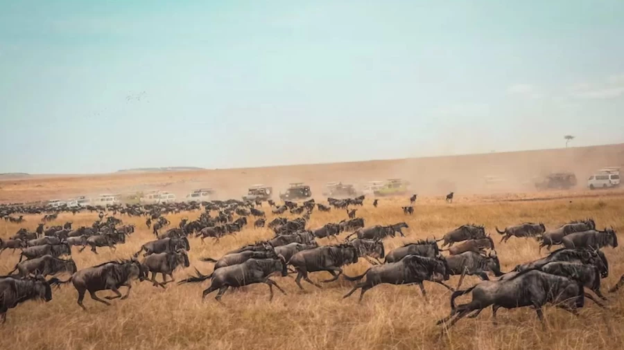 What Is The Hyena Doing Along With These Wildebeests? Do You See The Hyena In This Optical Illusion?
