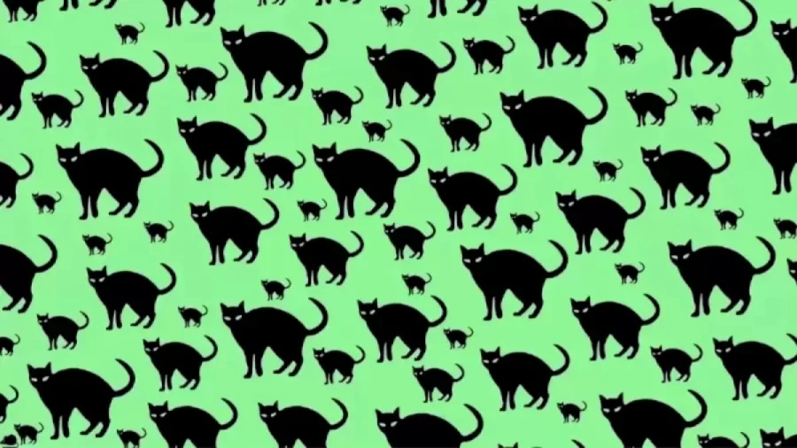 You Need To Have Sharp Eyes To Spot The Rat Among These Cats In This Optical Illusion