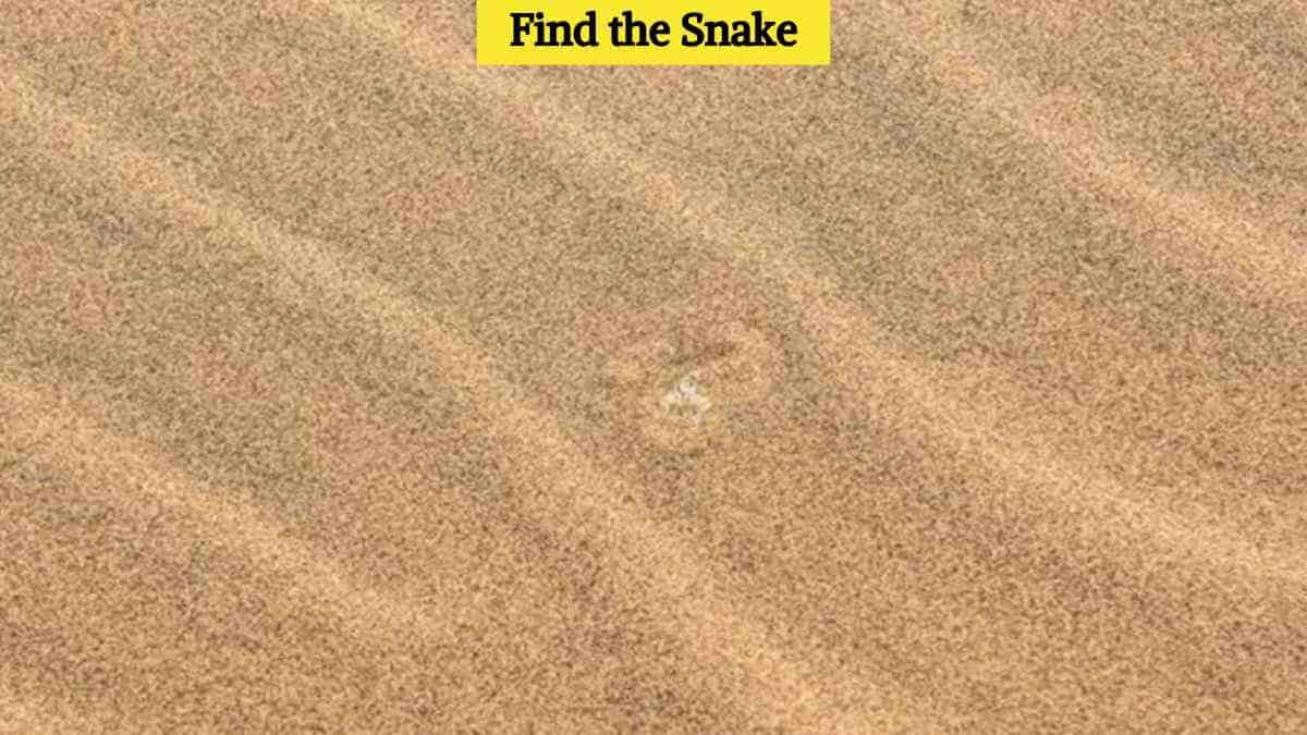Only a puzzle hunter will be able to spot the snake in the desert in 5 seconds!