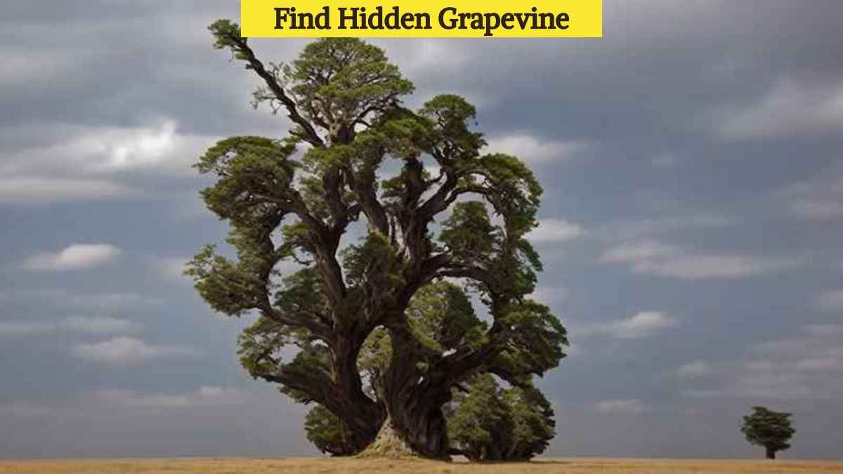 Optical Illusion Eye Test: Find the hidden grapevine in the picture in 3 seconds!