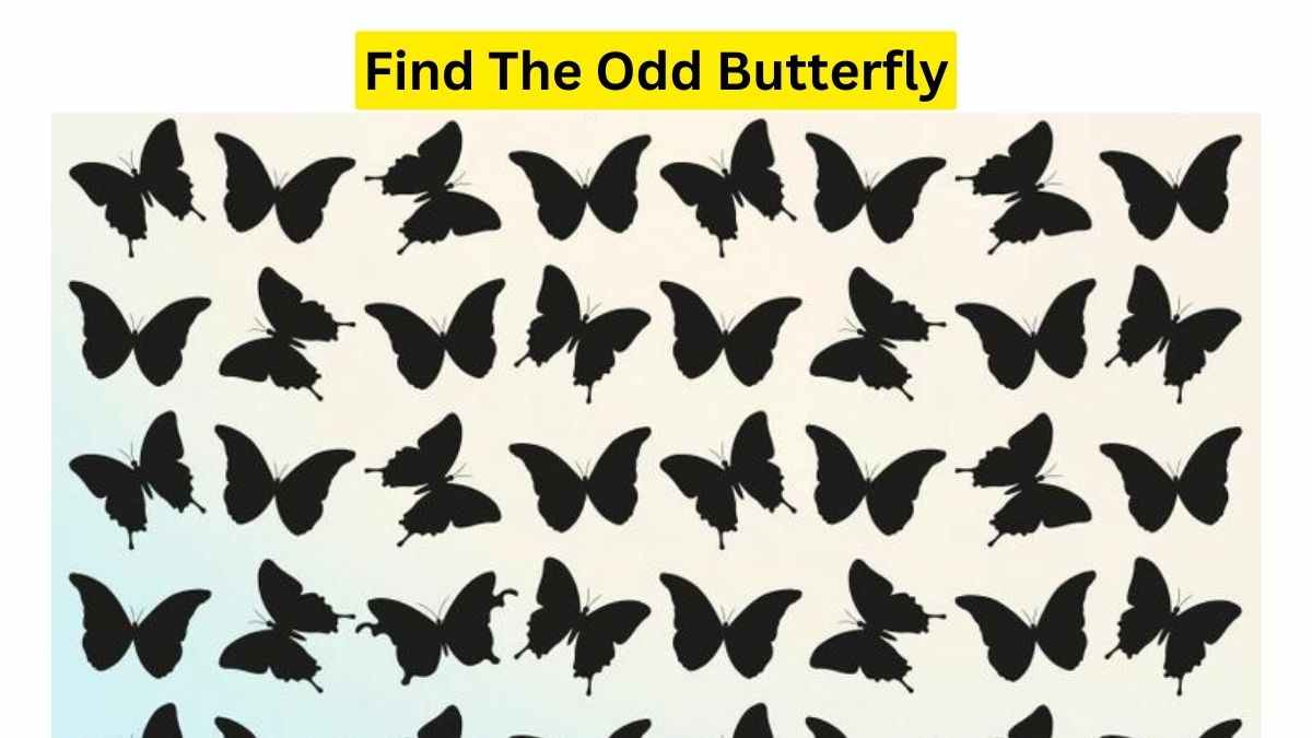 Spot The Odd Butterfly Hidden In The Picture Within 3 Seconds To Test Your IQ. Good Luck!