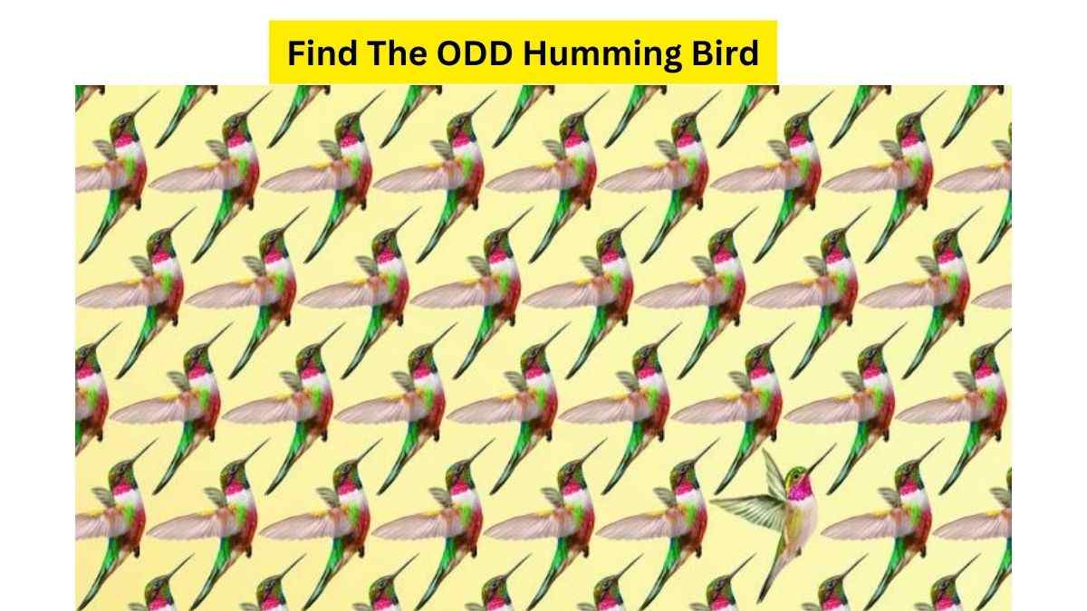 Viral Brain Teaser: Can You Find The Odd Humming Bird in 13 Seconds?