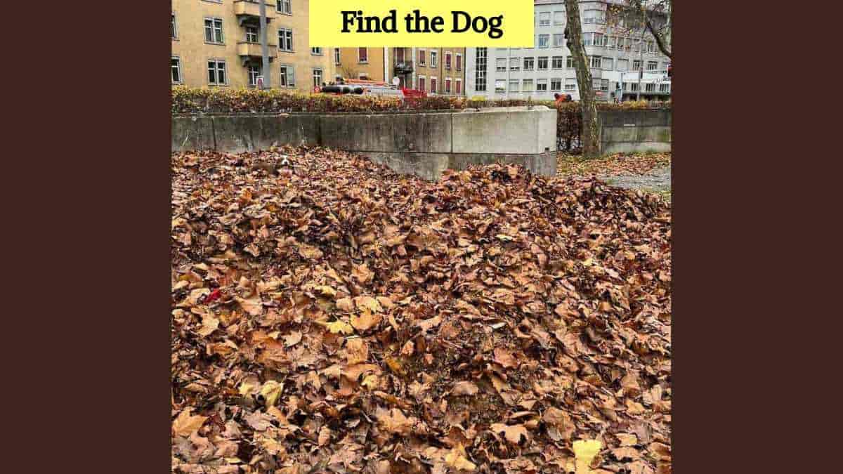 You have eagle vision if you can spot the hidden dog in 6 seconds!