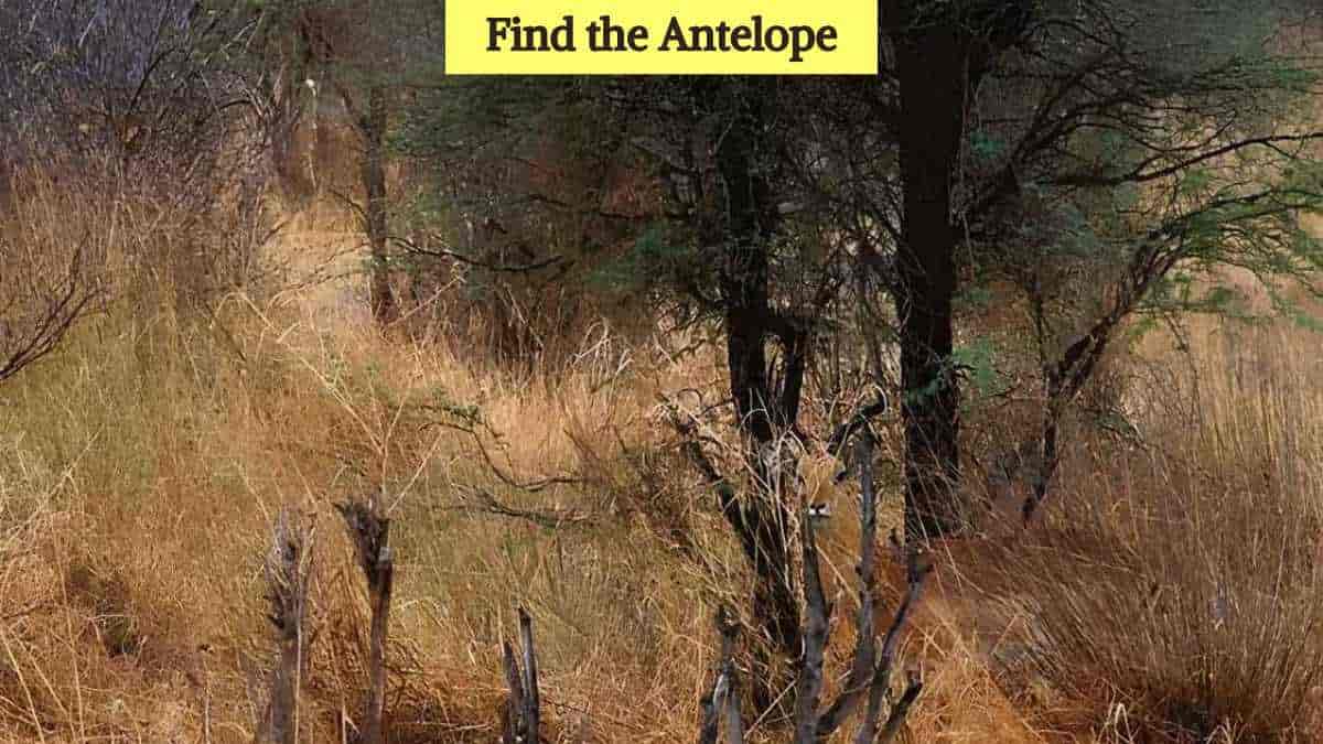 You have hunter eyes if you can spot the hidden antelope in 6 seconds!