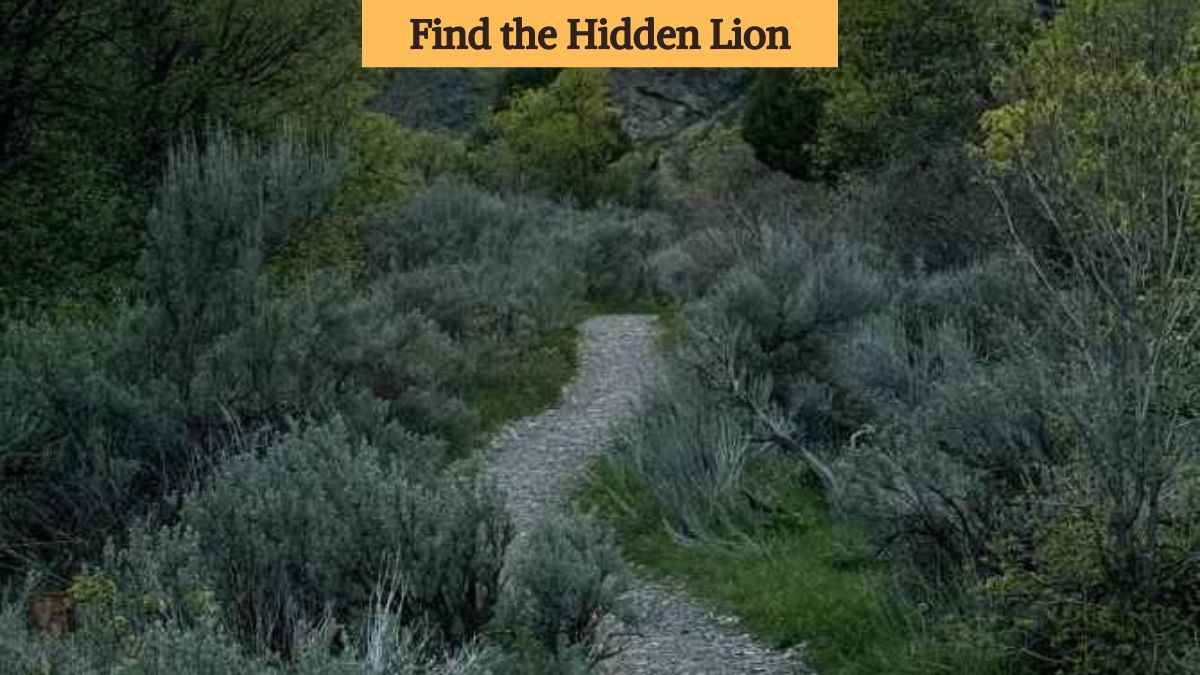 You have razor-sharp eyes if you can spot the lion in the bushes in 8 seconds!