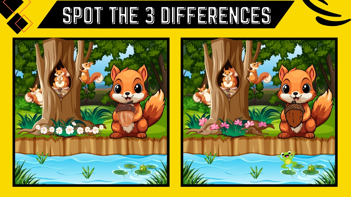 Spot the 3 Difference: Only intelligent people can spot the 3 difference in the squirrels image within 10 seconds