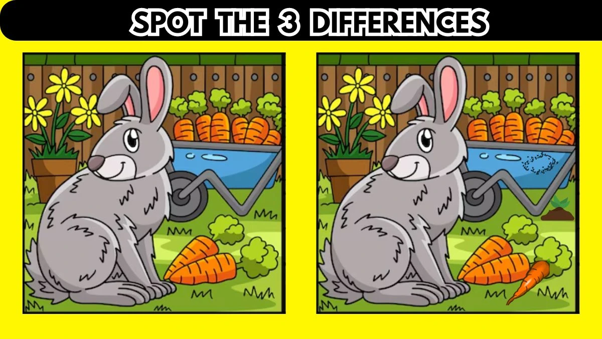 Brain Teaser Spot the Difference Picture Puzzle: Only Sharp Eyes Can Spot the 3 Differences in This Rabbit Image in 10 Secs