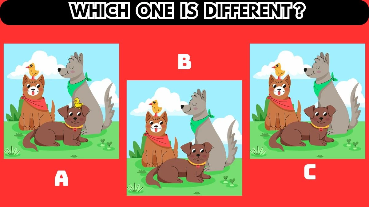 Brain Teaser for Geniuses: Find Which One is Different in 10 Seconds