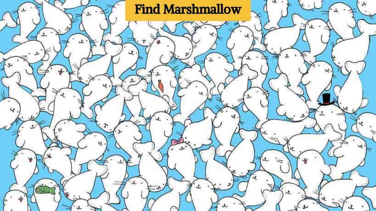 Only a puzzle champion can find the marshmallow among seals in 9 seconds!