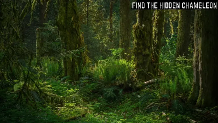 Optical Illusion Eye Test: Only people with eagle eyes can spot the hidden chameleon in this forest in 10 secs