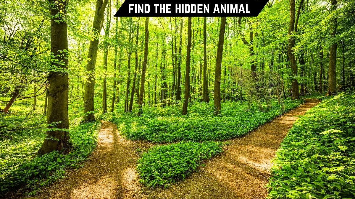 Optical Illusion Eye Test: Only the most excellent observers Can Spot the Hidden Animal in this Forest in 10 Secs
