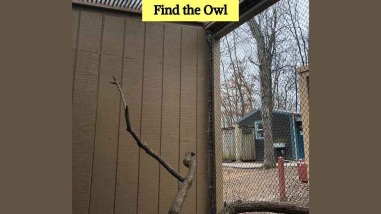 Optical Illusion: Find the hidden owl in 7 seconds!