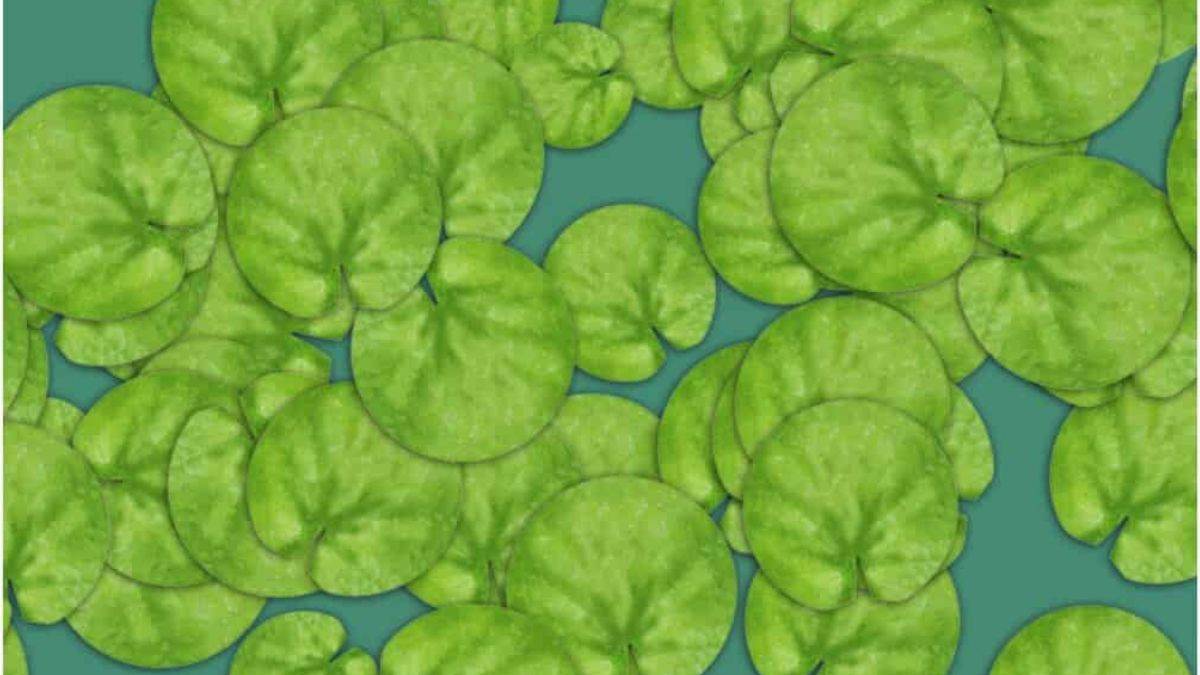 Optical Illusion IQ Test: Only 2% With Super Vision Can Spot The Frog Hidden Among Leaves In 8 Seconds!