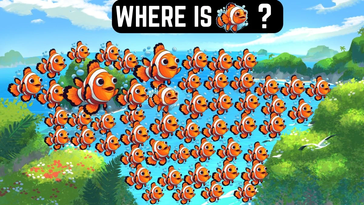 Picture Puzzle IQ Test: Only Extraordinary vision Can Spot the Odd Clownfish in 10 Secs