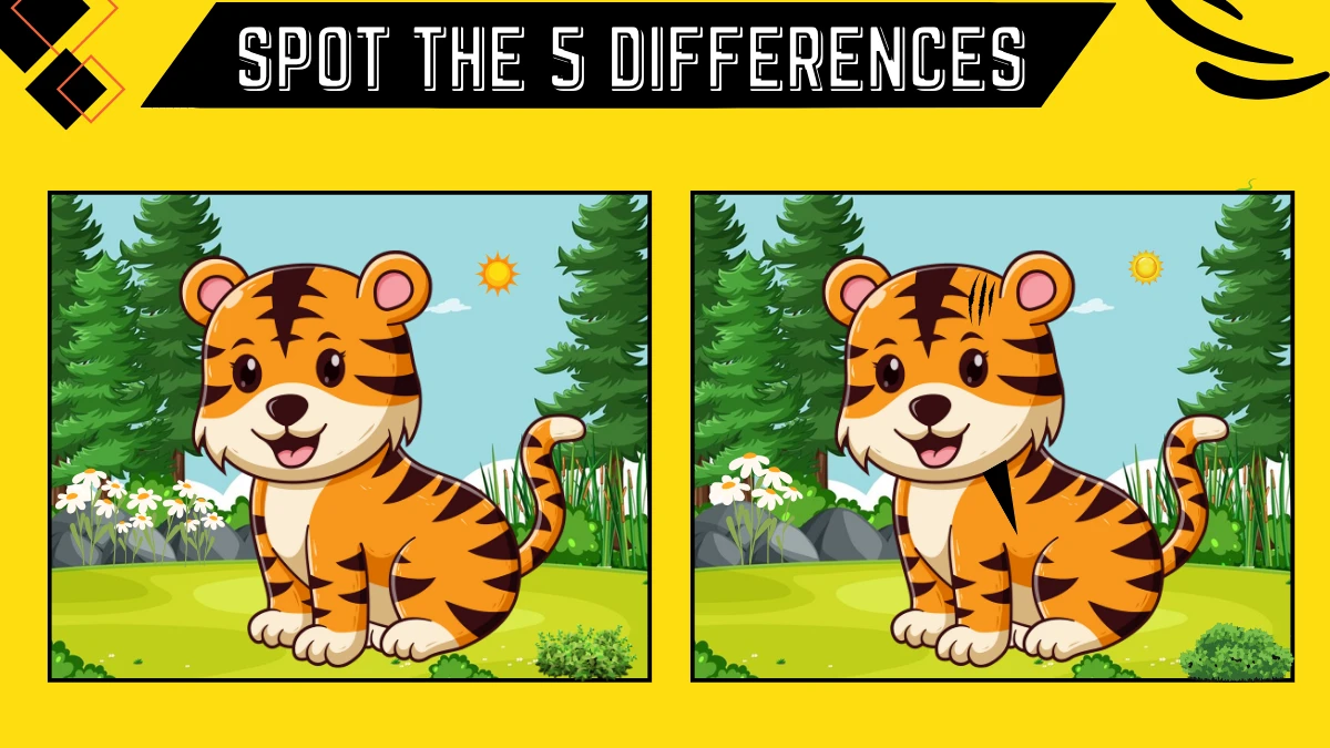 Spot the 5 Difference Picture Puzzle Game: Only 50/50 Vision Can Spot the 5 Differences in this Tiger Image in 15 Secs