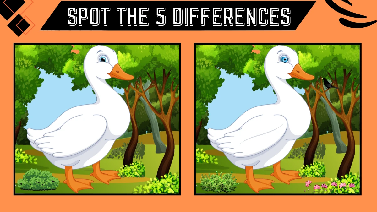 Spot the 5 Difference Picture Puzzle Game: Only Extra Sharp Eyes Can Spot the 5 Differences in this Duck Image in 14 Secs